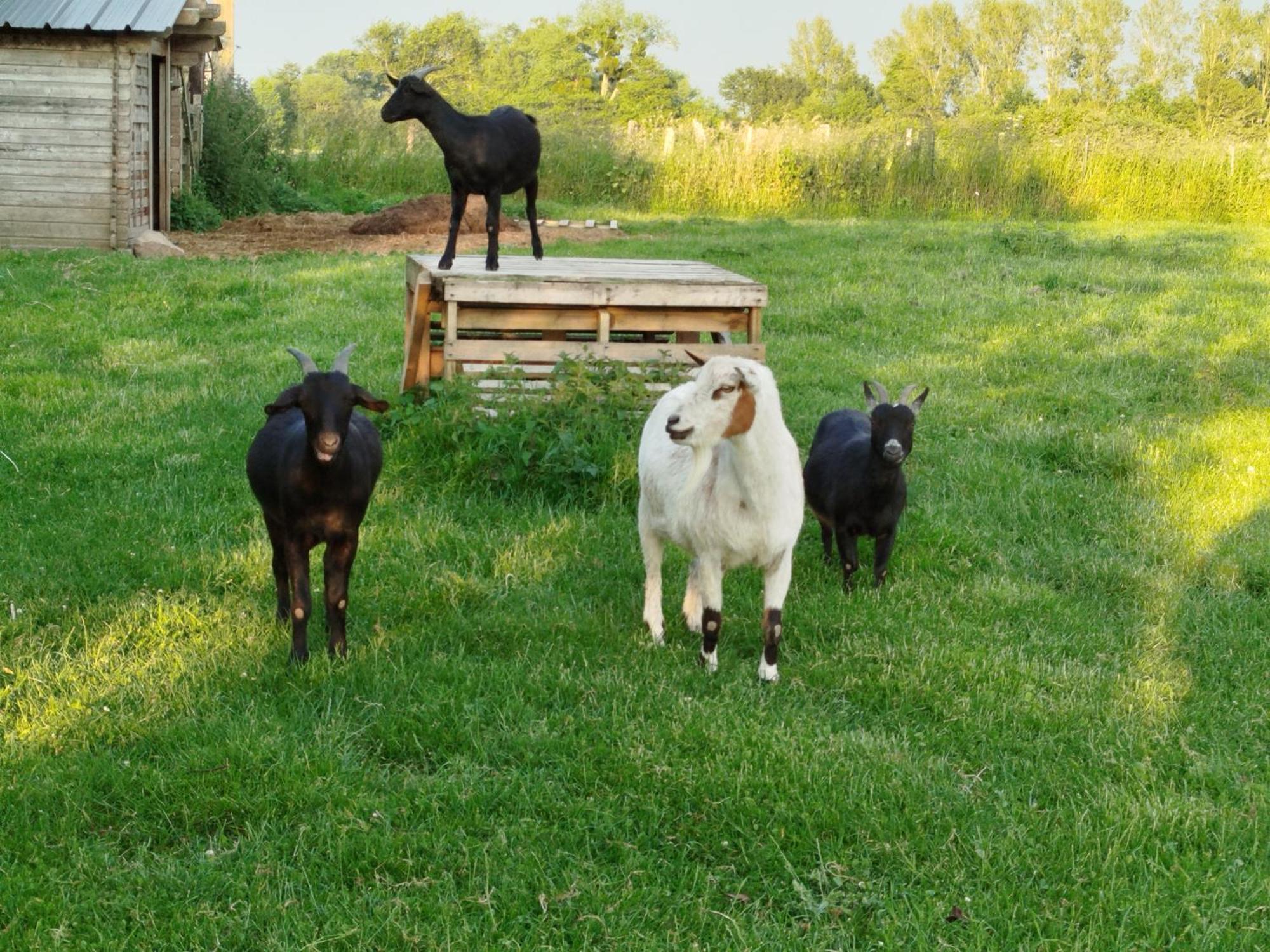 La Ferme D' Emerentine Bacilly Εξωτερικό φωτογραφία